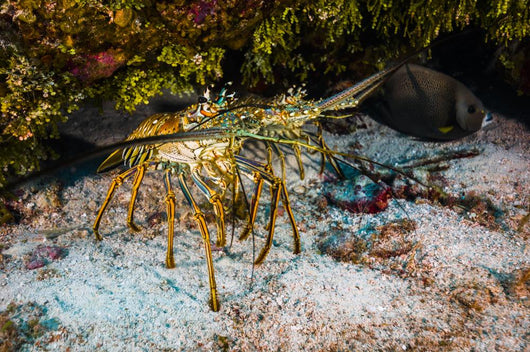 Spiny Lobsters under Overhang Wall Decal