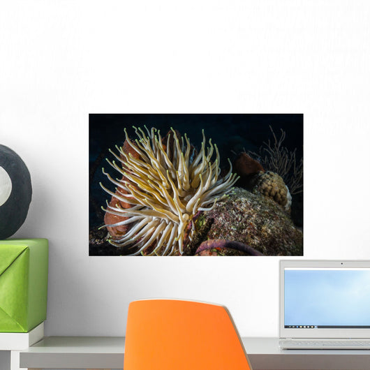 Night Diving Shows Life Wall Decal
