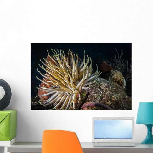 Night Diving Shows Life Wall Decal
