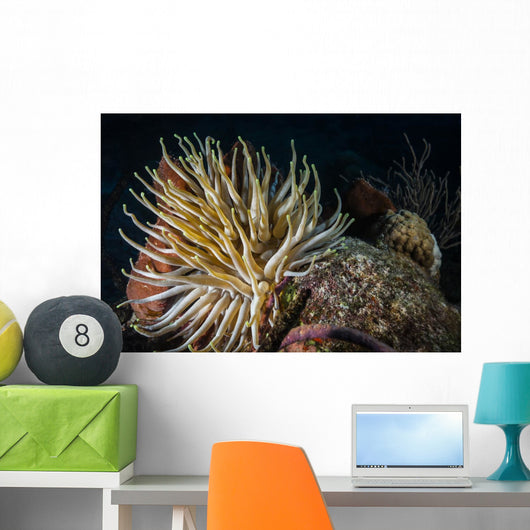Night Diving Shows Life Wall Decal