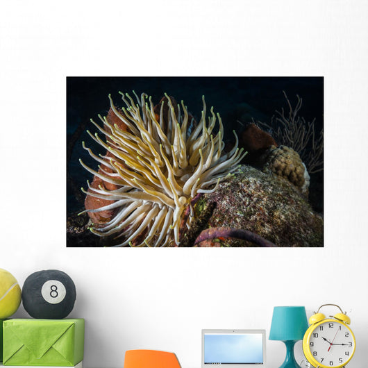 Night Diving Shows Life Wall Decal