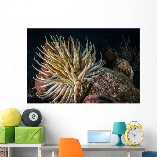 Night Diving Shows Life Wall Decal
