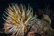 Night Diving Shows Life Wall Decal