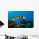 Hawksbille Sea Turtles Search Wall Decal