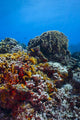 Coral Reef Caribbean Blue Wall Decal