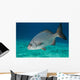 Bermuda Chub Swimming Caribbean Wall Decal