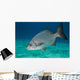 Bermuda Chub Swimming Caribbean Wall Decal