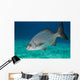 Bermuda Chub Swimming Caribbean Wall Decal
