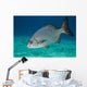 Bermuda Chub Swimming Caribbean Wall Decal