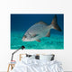 Bermuda Chub Swimming Caribbean Wall Decal
