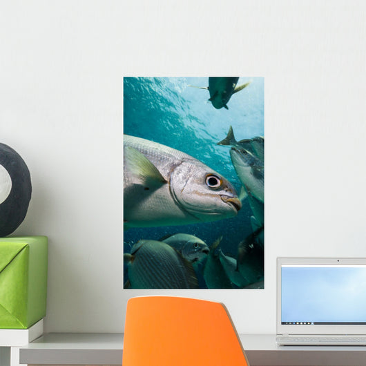 Bermuda Chub Caribbean Sea Wall Decal