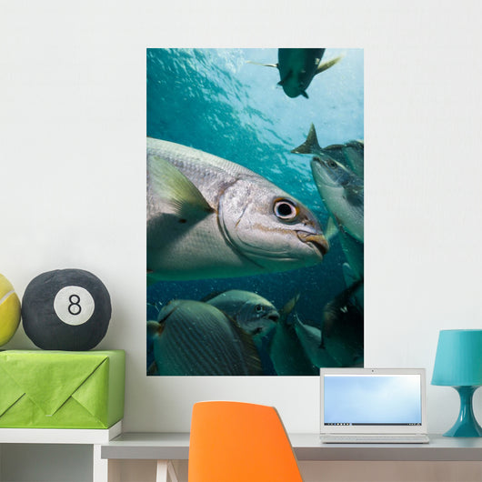 Bermuda Chub Caribbean Sea Wall Decal