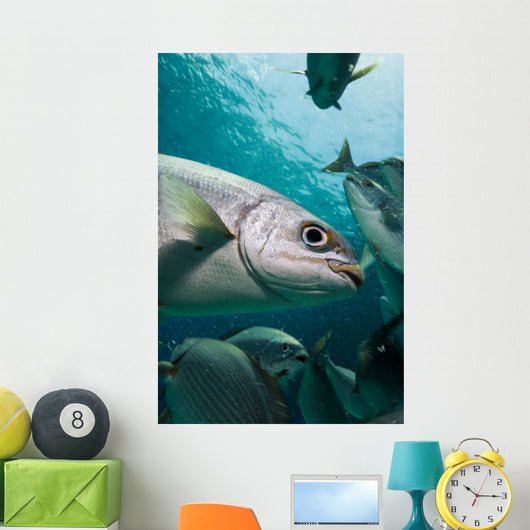 Bermuda Chub Caribbean Sea Wall Decal