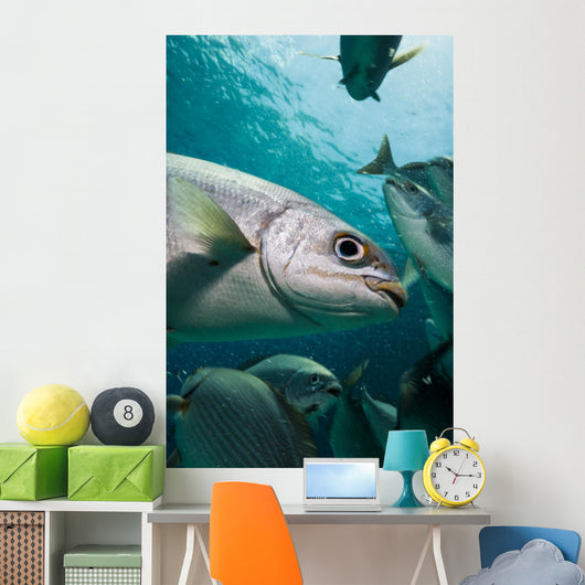 Bermuda Chub Caribbean Sea Wall Decal