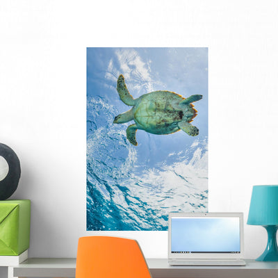 Hawskbille Sea Turtle Cozumel Wall Decal shown on a wall