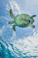 Hawskbille Sea Turtle Cozumel Wall Decal