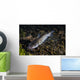 Catfish Balmorhea Springs State Wall Decal