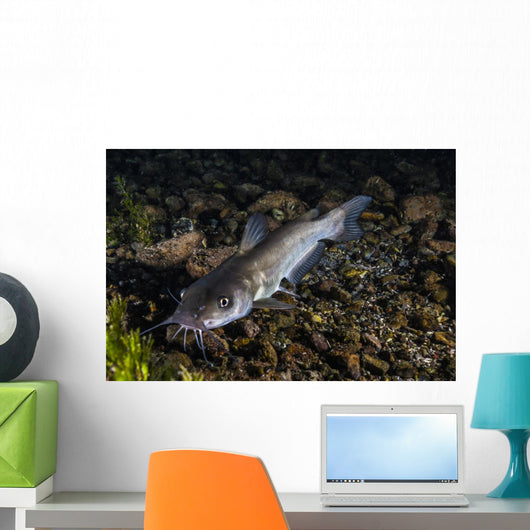 Catfish Balmorhea Springs State Wall Decal