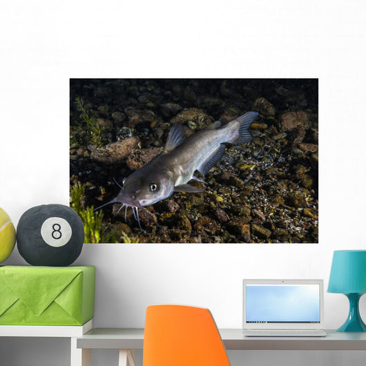 Catfish Balmorhea Springs State Wall Decal