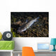 Catfish Balmorhea Springs State Wall Decal