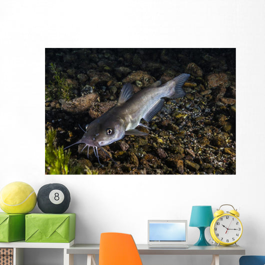 Catfish Balmorhea Springs State Wall Decal