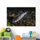 Catfish Balmorhea Springs State Wall Decal