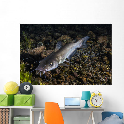 Catfish Balmorhea Springs State Wall Decal
