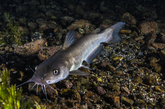 Catfish Balmorhea Springs State Wall Decal