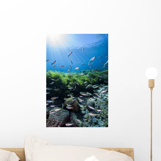 Mexican Tetra Fish San Wall Decal