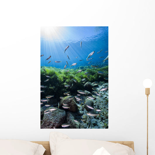Mexican Tetra Fish San Wall Decal