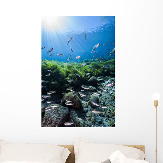 Mexican Tetra Fish San Wall Decal