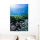 Mexican Tetra Fish San Wall Decal