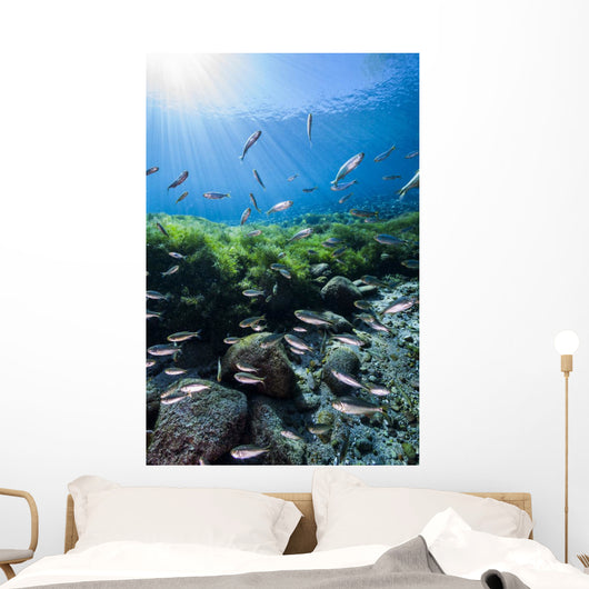 Mexican Tetra Fish San Wall Decal