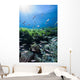 Mexican Tetra Fish San Wall Decal