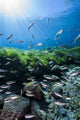 Mexican Tetra Fish San Wall Decal