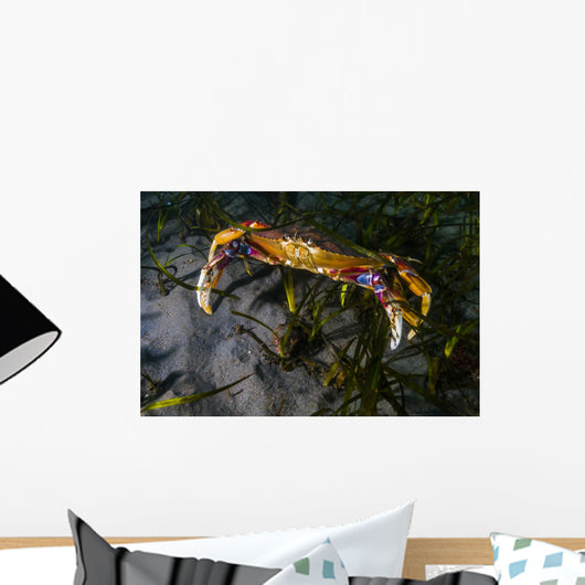 Rock Crab Puget Sound Wall Decal