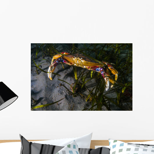 Rock Crab Puget Sound Wall Decal