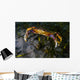 Rock Crab Puget Sound Wall Decal