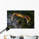 Rock Crab Puget Sound Wall Decal