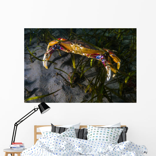 Rock Crab Puget Sound Wall Decal