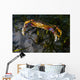 Rock Crab Puget Sound Wall Decal