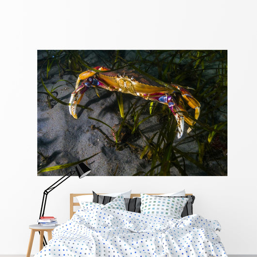 Rock Crab Puget Sound Wall Decal