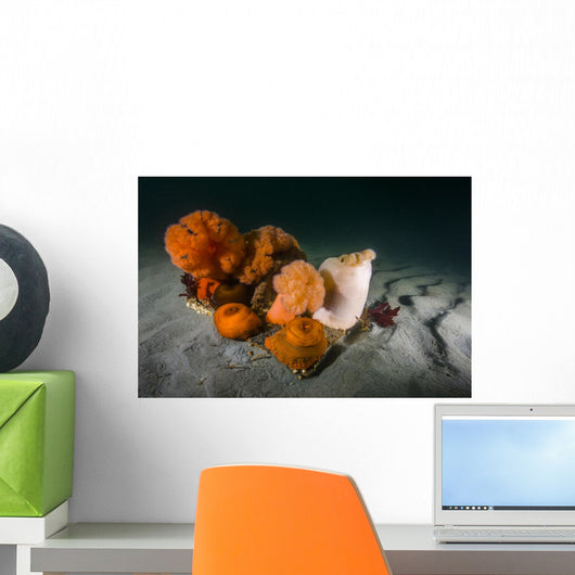 Giant Plumose Anemones Seafloor Light Wall Decal