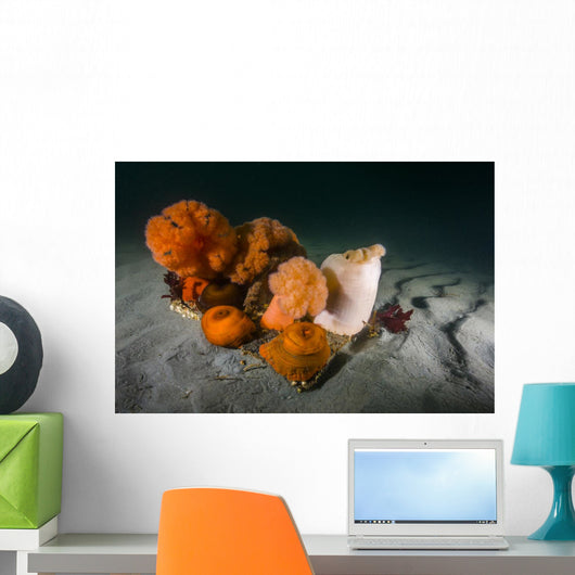 Giant Plumose Anemones Seafloor Light Wall Decal