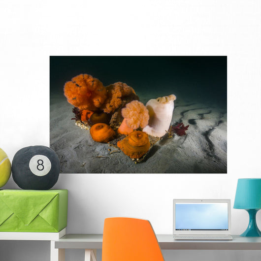 Giant Plumose Anemones Seafloor Light Wall Decal