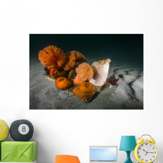 Giant Plumose Anemones Seafloor Light Wall Decal