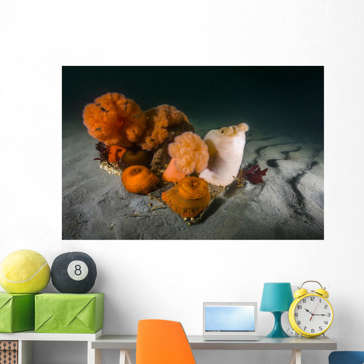 Giant Plumose Anemones Seafloor Light Wall Decal