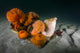 Giant Plumose Anemones Seafloor Light Wall Decal