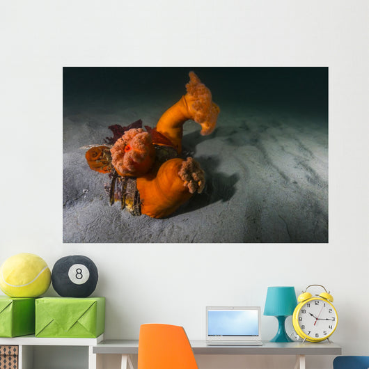 Giant Plumose Anemones Seafloor Wall Decal