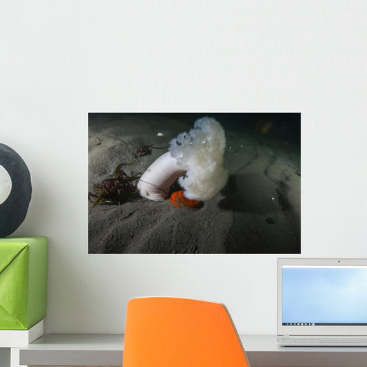 Giant Plumose Anemone Puget Wall Decal